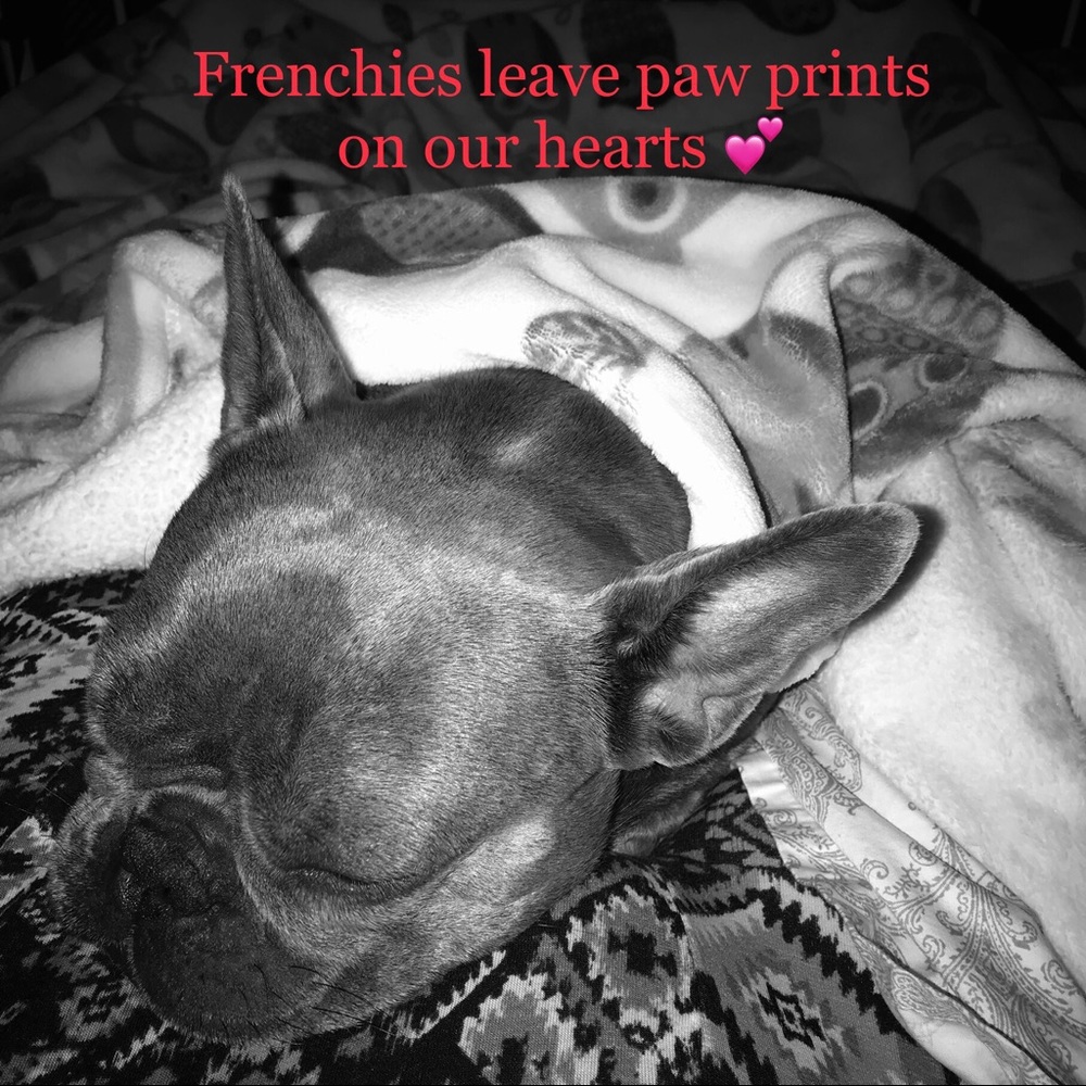 Sustainable Frenchie French Bulldog Eco Luxury Gucci Girl LVMH Follow Chanel - Picture 9 of 11